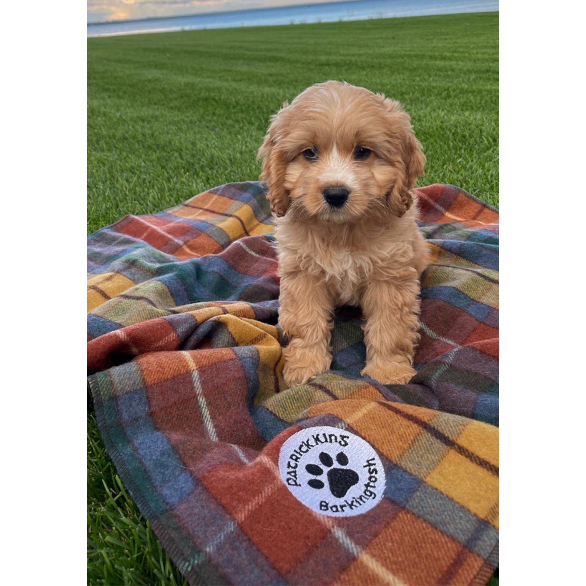 Barkingtosh Tartan Wool Pet Blanket